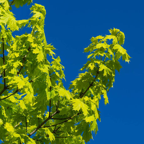 Acer platanoides ‘Princeton Gold’