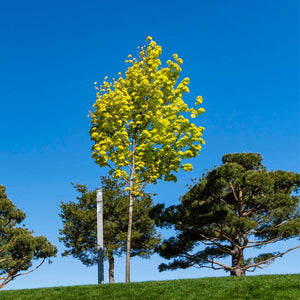 Acer platanoides ‘Princeton Gold’