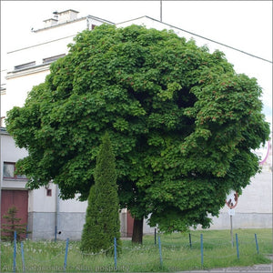 Acer platanoides ‘Globosum’