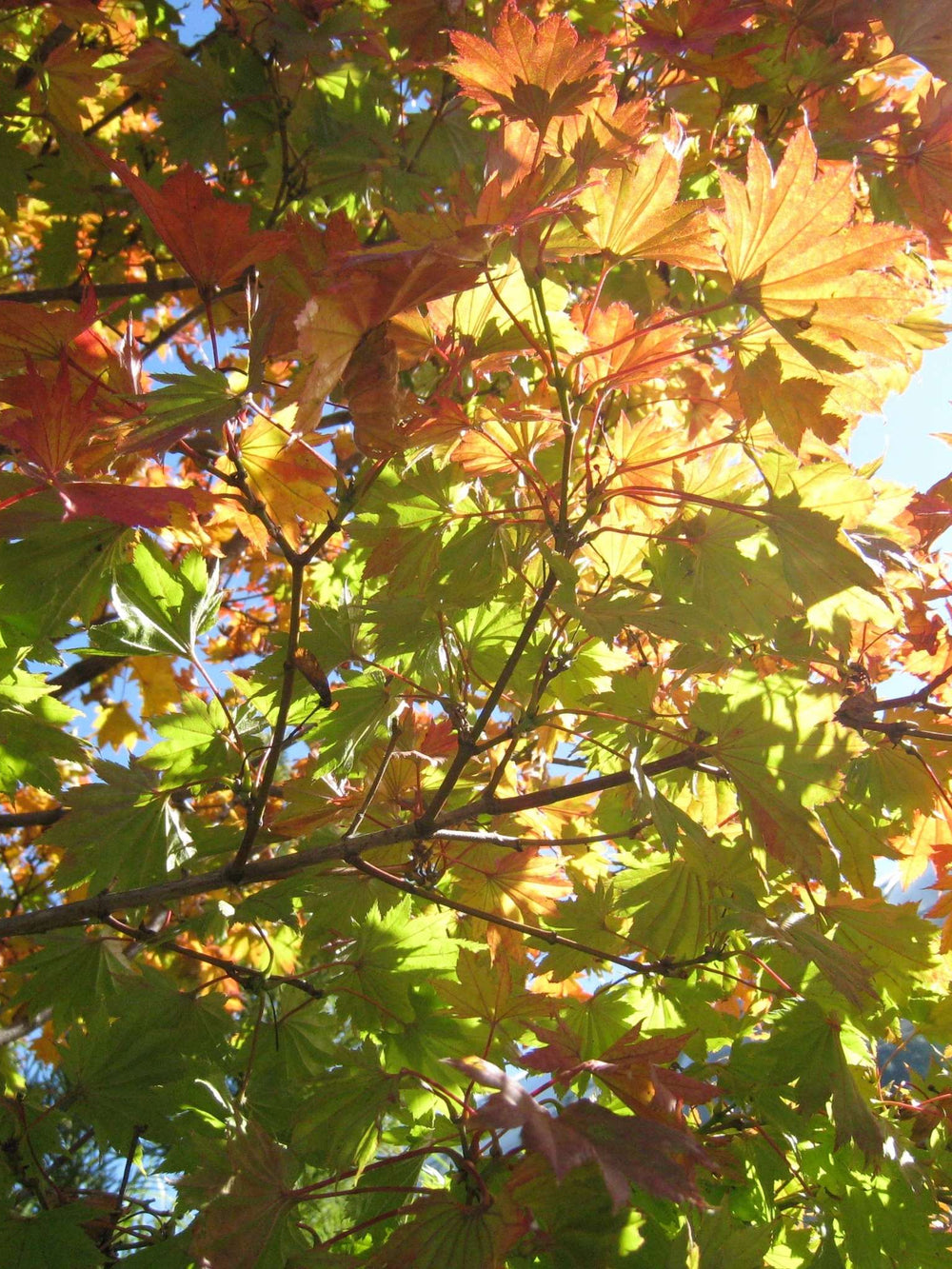 Acer shirasawanum ‘Aureum’