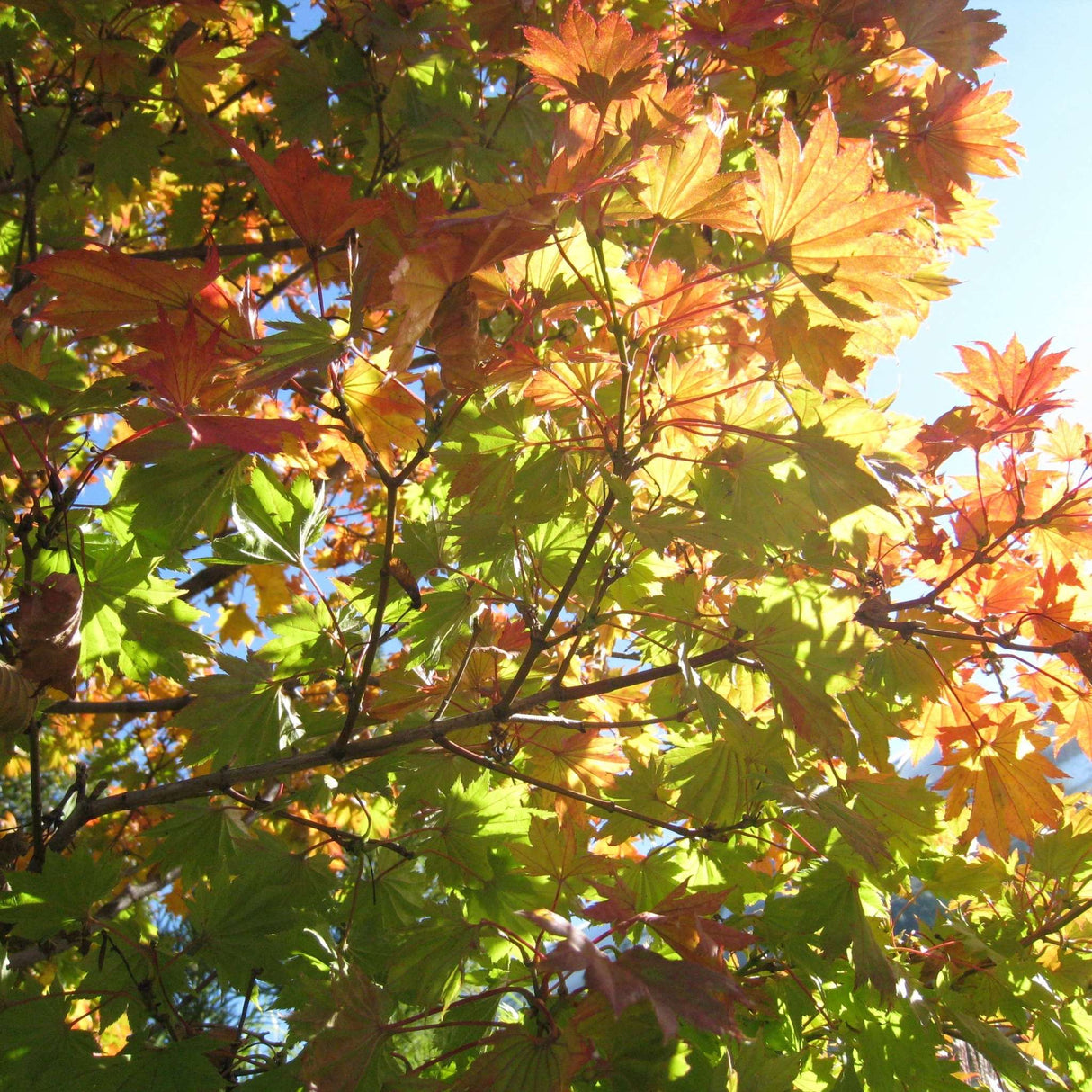 Acer shirasawanum ‘Aureum’