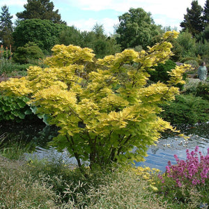 Acer shirasawanum ‘Aureum’