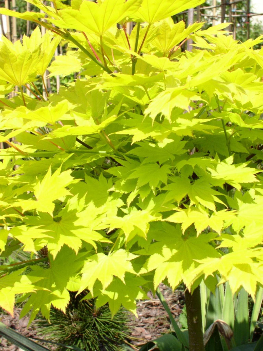 Acer shirasawanum ‘Aureum’