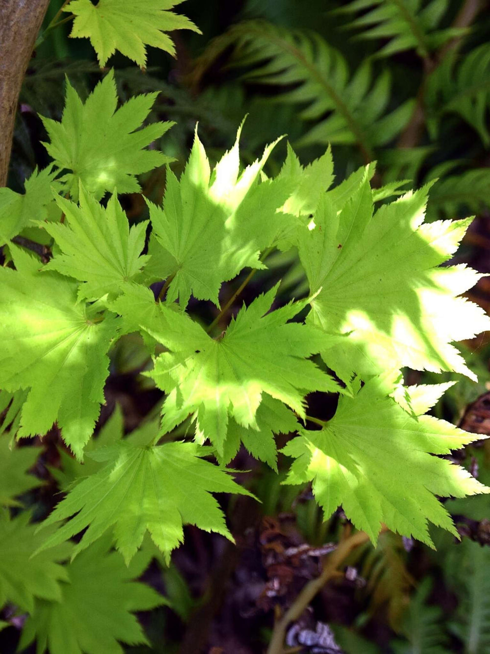 Acer shirasawanum ‘Aureum’