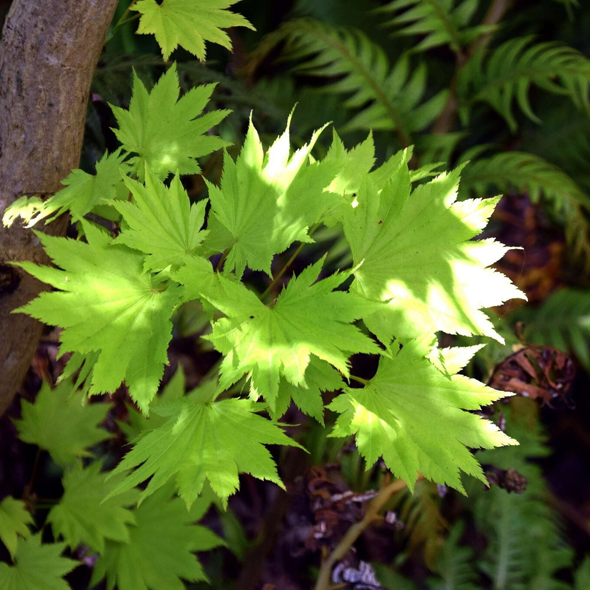 Acer shirasawanum ‘Aureum’