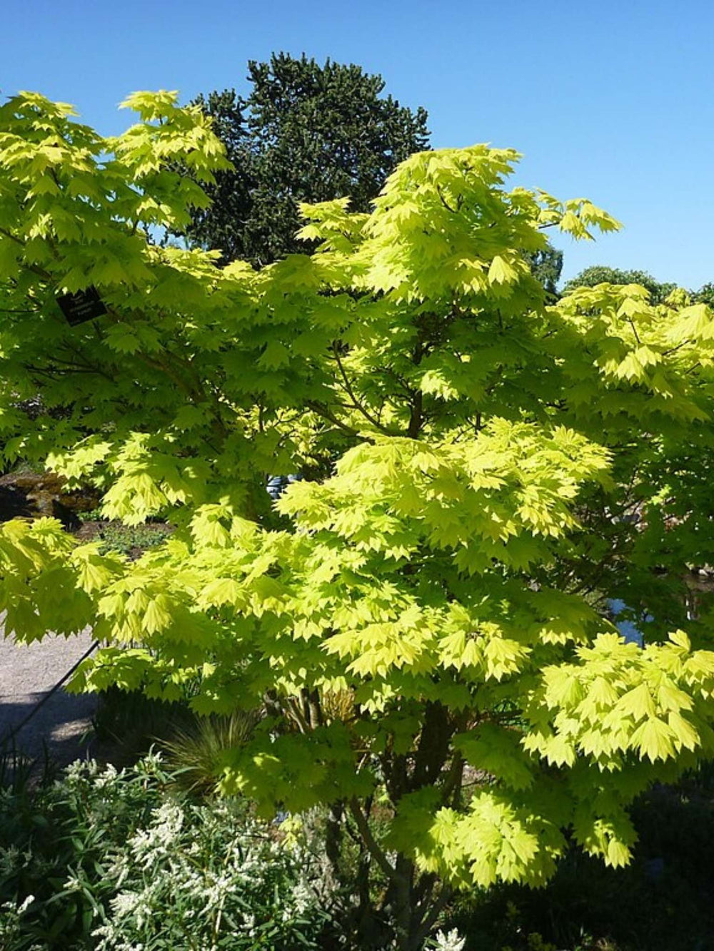 Acer shirasawanum ‘Aureum’