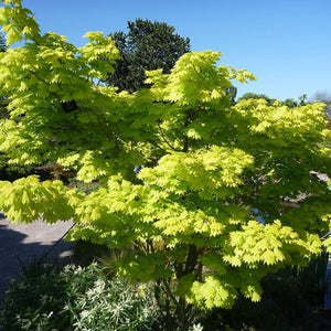 Acer shirasawanum ‘Aureum’