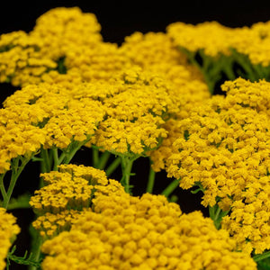 Achillea filipendulina ‘Cloth of Gold’