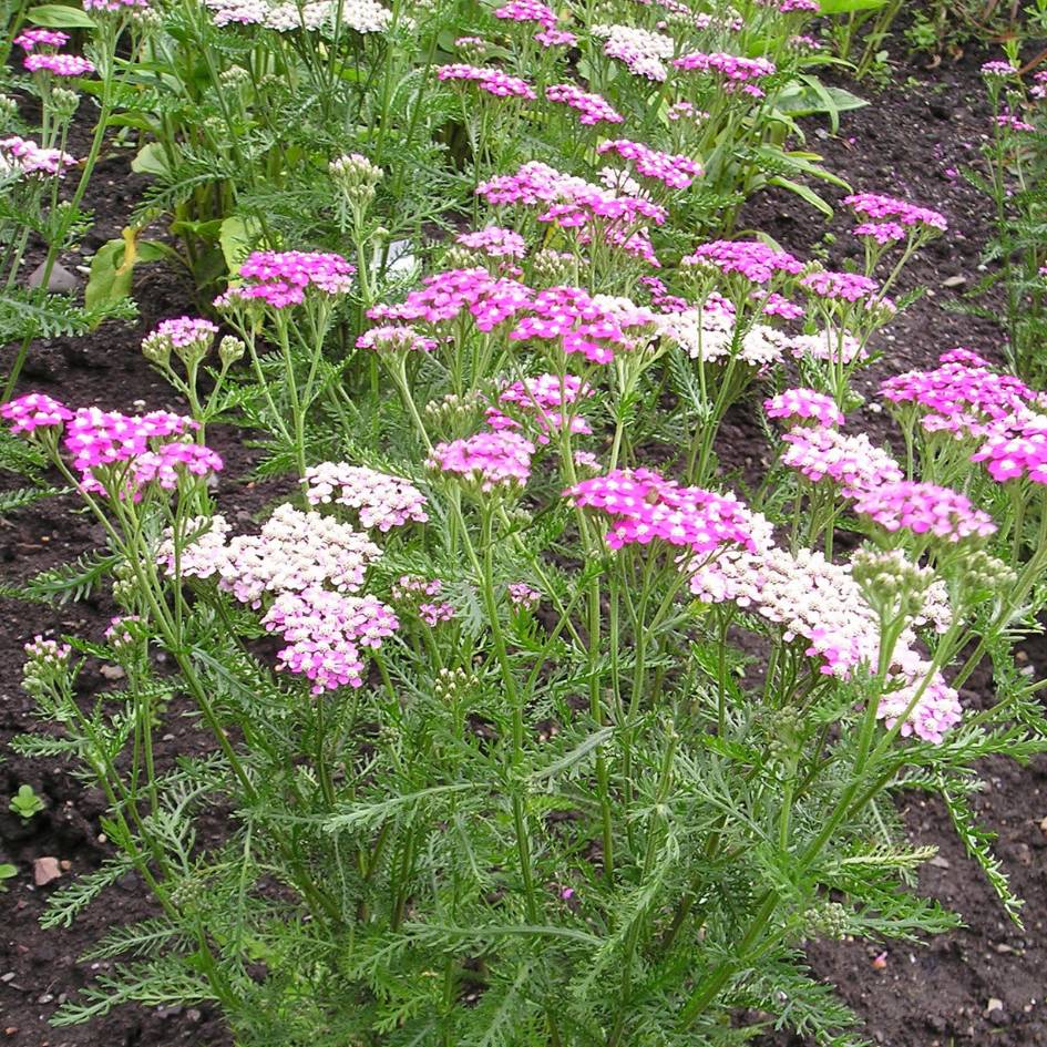 Achillea millefolium ‘Cerise Queen’