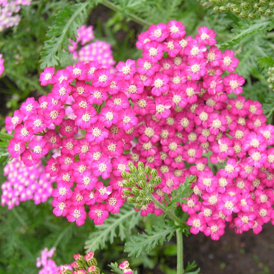 Achillea millefolium ‘Cerise Queen’