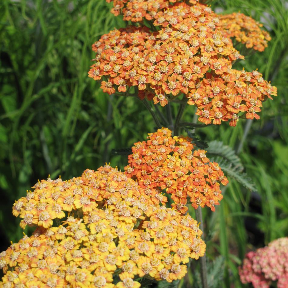 Achillea ‘Terracotta’