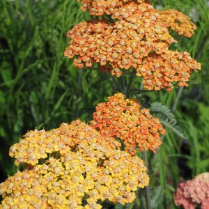 Achillea ‘Terracotta’