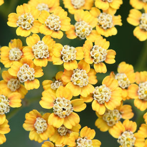 Achillea ‘Terracotta’