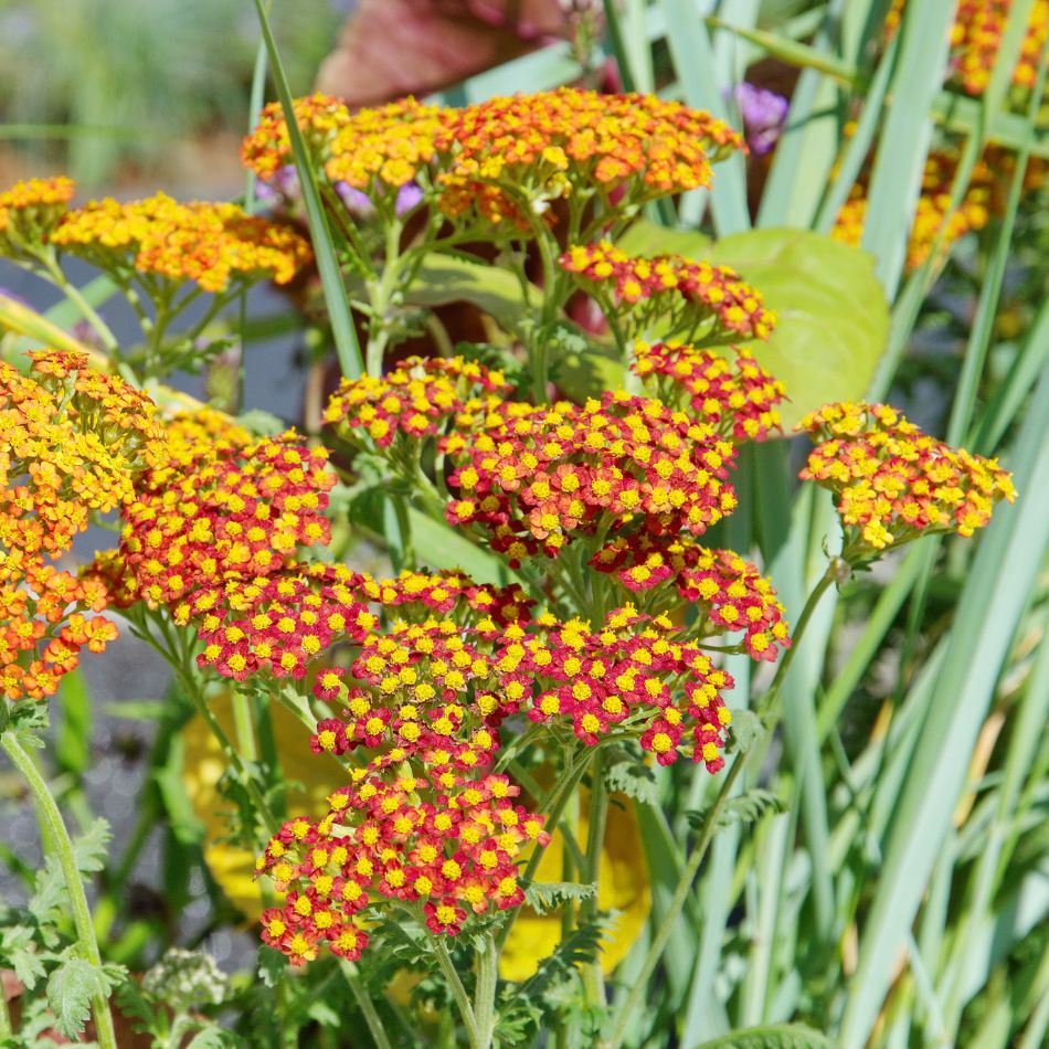 Achillea millefolium ‘Walter Funcke’