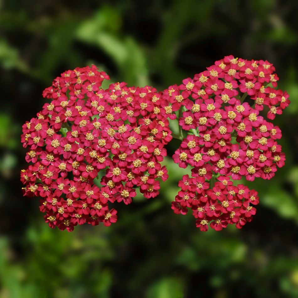 Achillea millefolium ‘Walter Funcke’