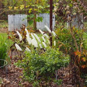 Actaea simplex ‘White Pearl’
