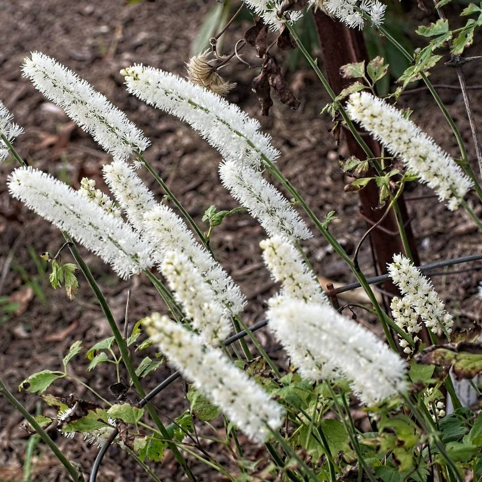 Actaea simplex ‘White Pearl’