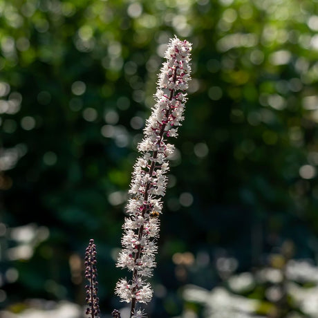 Actaea simplex ‘Brunette’