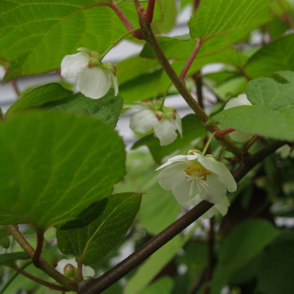Actinidia kolomikta