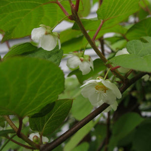 Actinidia kolomikta