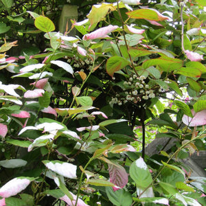 Actinidia kolomikta