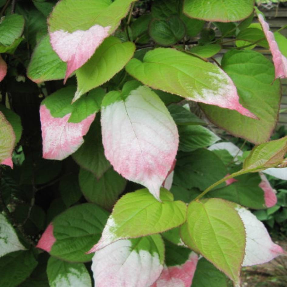 Actinidia kolomikta