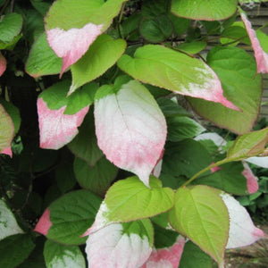 Actinidia kolomikta