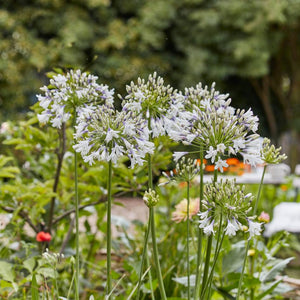 Agapanthus ‘Fireworks’
