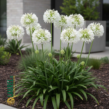 Agapanthus umbellatus ‘Alba’