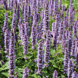 Agastache ‘Blackadder’