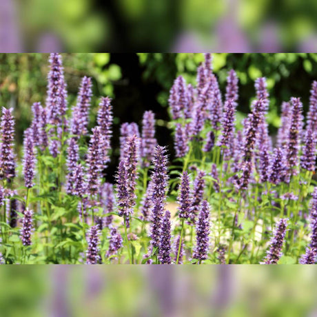 Agastache ‘Blackadder’