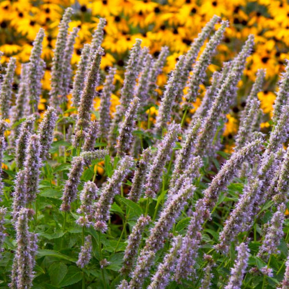 Agastache ‘Blue Fortune’