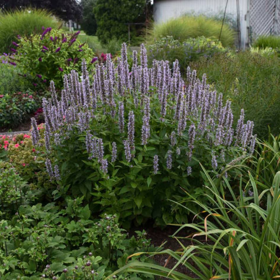 Agastache ‘Blue Fortune’