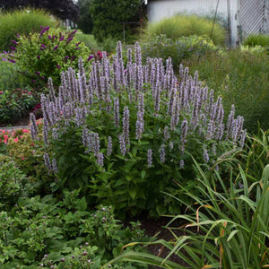 Agastache ‘Blue Fortune’