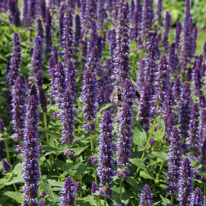 Agastache ‘Purple Haze’