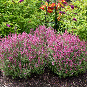 Agastache ‘Rosie Posie’