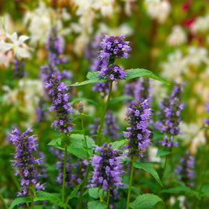Agastache ‘Little Adder’