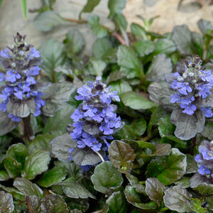 Ajuga reptans ‘Black Scallop’