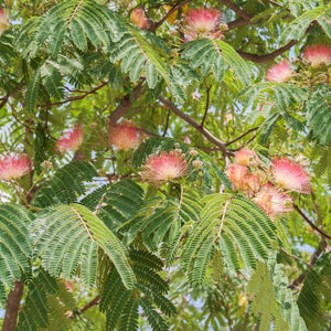 Albizia julibrissin ‘Tropical Dream’