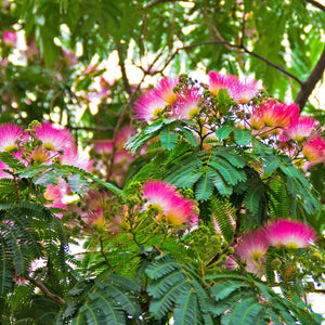 Albizia julibrissin ‘Tropical Dream’