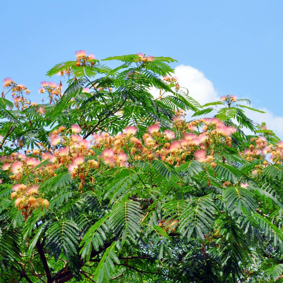 Albizia julibrissin ‘Tropical Dream’