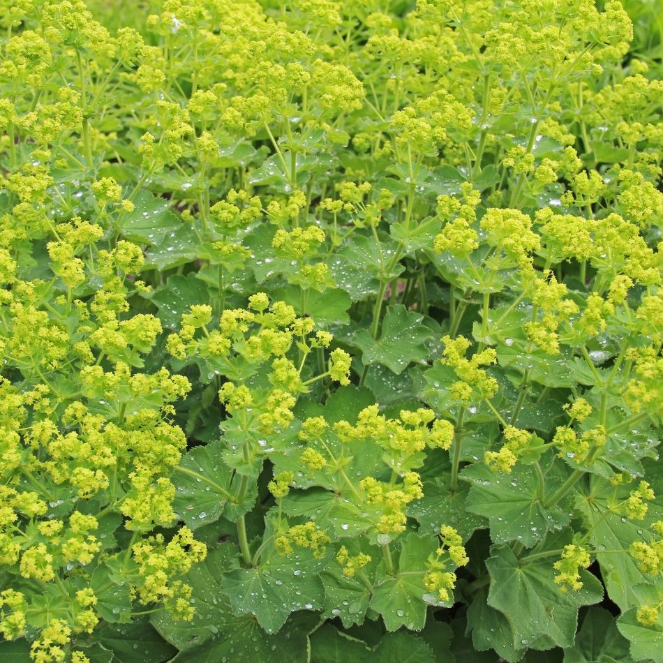 Alchemilla mollis