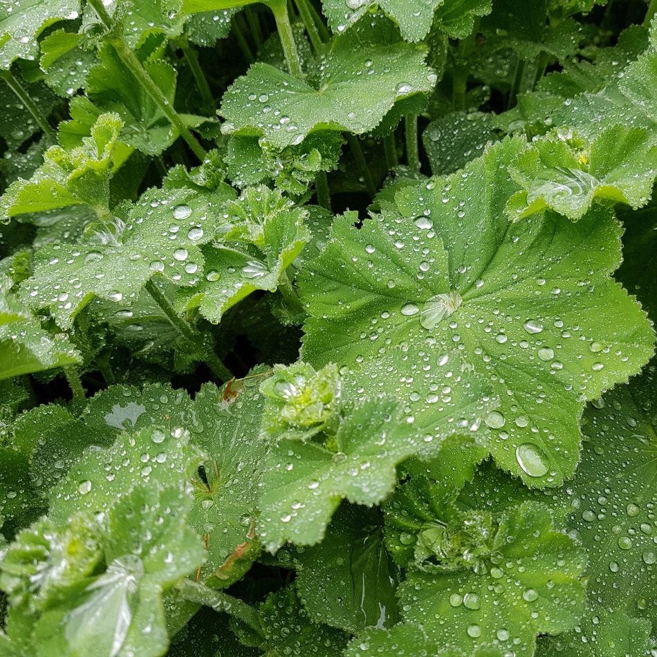 Alchemilla mollis
