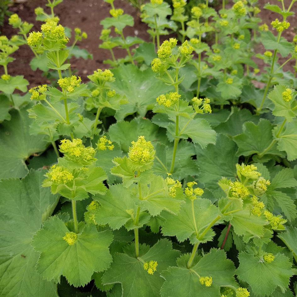 Alchemilla mollis ‘Auslese’