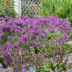 Allium ‘Lavender Bubbles’