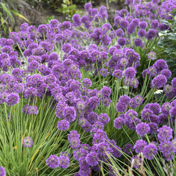 Allium ‘Lavender Bubbles’