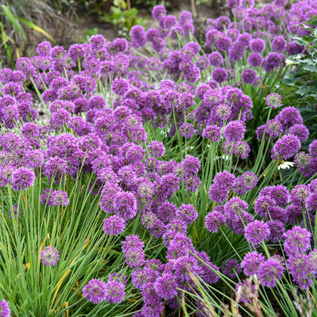 Allium ‘Lavender Bubbles’