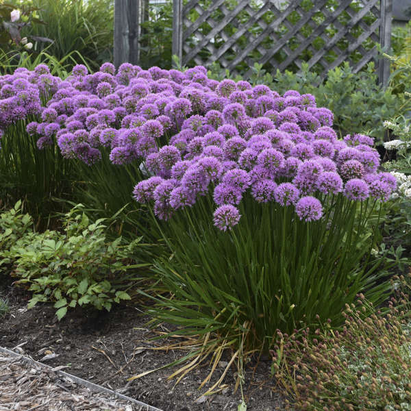 Allium ‘Millennium’
