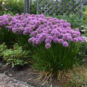 Allium ‘Millennium’