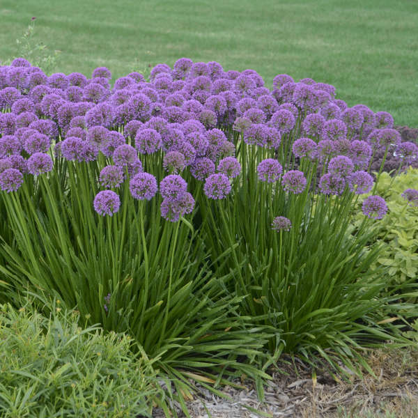 Allium ‘Millennium’
